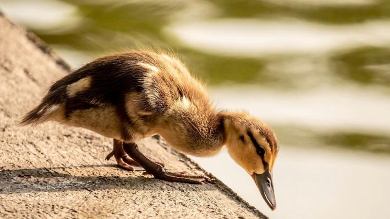 Jakiś luźny długoterminowy artykuł 