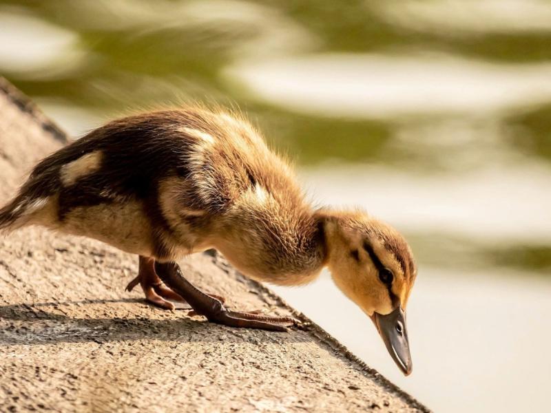 Jakiś luźny długoterminowy artykuł 